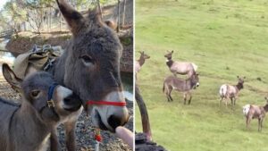 Pet Donkey Wild Elk